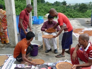 Picure of the family cleaning the chick peas ready for cooking