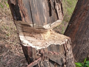 Picture of a hacked tree dying